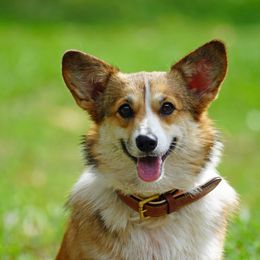 Rosie - Pembroke Welsh Corgi