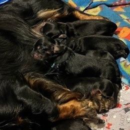 Dachshunds from Amy Lynn