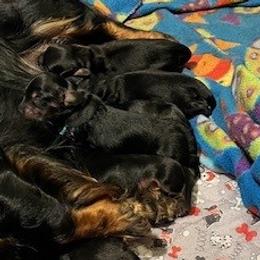 Dachshunds from Amy Lynn