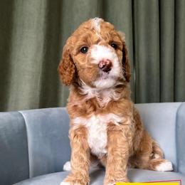 Rex - Cream male Goldendoodle puppy in Lakeland, Florida from Rolling Oak Doodles