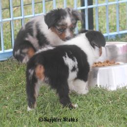 Miniature Australian Shepherd and Toy Australian Shepherd Puppies from Sapphire Stables