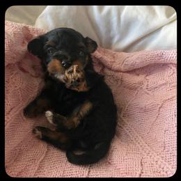 Patter - Phantom female Maltipoo puppy in Springtown, Texas from Bluebonnett Maltipoos and Cavapoos