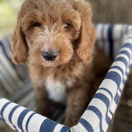 Goldendoodle Puppies from The Doodle grove