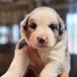 Skye AKC - Blue merle female Australian Shepherd puppy in Polk City, Florida from Skaky Shepherds