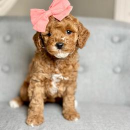Lovie - Red  female Goldendoodle puppy in Queen Creek, Arizona from Goldendoodle AZ
