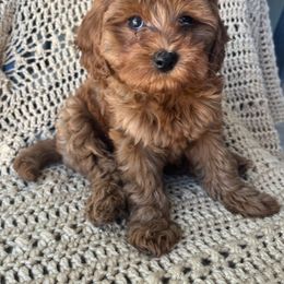 Cavapoo and Whoodle Puppies from Perfect Pawzabilities
