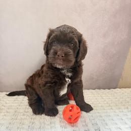 Chocolate Boy - Chocolate male Australian Labradoodle puppy in Saint Louis, Missouri from Gateway Australian Labradoodles
