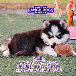 Kaiden - Black and white male Pomsky puppy in Humeston, Iowa from M.A.R. Dogs