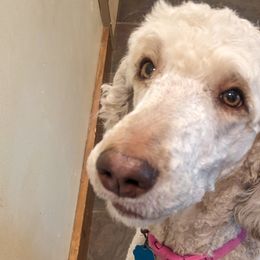 Newfypoos and Poodles from Hidden Haven Poodles and Doodles