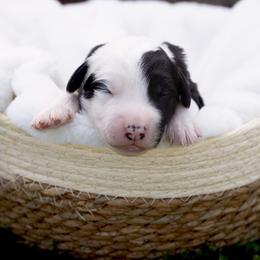 Nyla - Black and white female Sheepadoodle puppy in Los Angeles, California from Exquisite Doodles