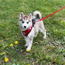 Misty - Wolf sable female Pomsky puppy in Venus, Pennsylvania from Hemlock Pines Pomsky
