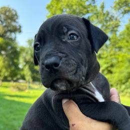 American Bully Puppies from TEXAS BULLY FAMILY
