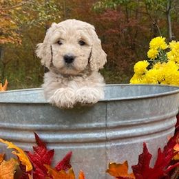 Goldendoodles from Finger Lakes Premium Goldendoodles