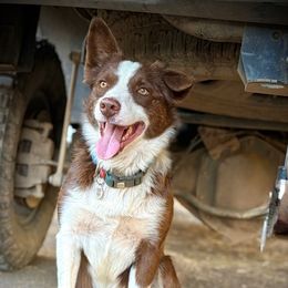 Ranger - Border Collie
