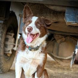 Ranger - Border Collie