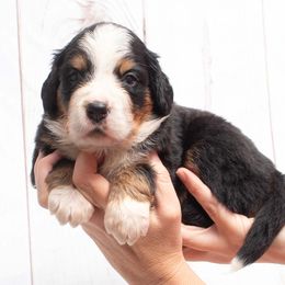 Orange Collar - Black rust and white Bernese Mountain Dog puppy in Collinsville, Texas from Berner Dynasty