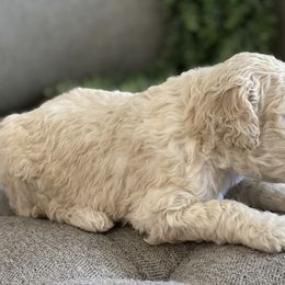 Poodle Puppies from Home of Doodles