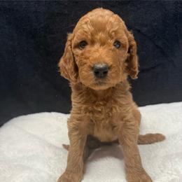 Pink - Red female Assorted Doodle Crosses puppy in San Jacinto, California from Goldens and Doodles