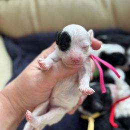 Lantern - Black and white female Sheepadoodle puppy in Wharton, Texas from Little Fur Friends