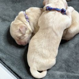 Golden Retriever Puppies from Ruff Life Goldens