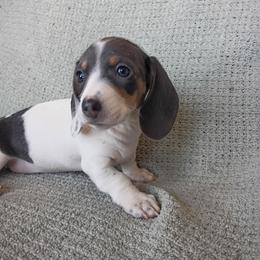 Girl 1 - Gray (blue) and tan female Dachshund puppy in Gracemont, Oklahoma from Frank's Mini Doxies