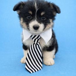Toby - Black and tan male Pembroke Welsh Corgi puppy in Ramona, Oklahoma from Eden Farms Corgis