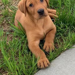 Labrador Retriever Puppies from Justice Retrievers