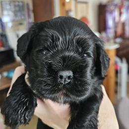 Ella - Black female Cocker Spaniel puppy in Wilkes Barre, Pennsylvania from Cocoa's Cockers