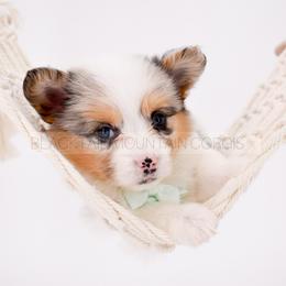 Wilder - Blue merle and white male American Corgi puppy in Santaquin, Utah from Blacktail Mountain Corgis