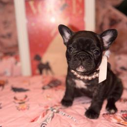 Bernice - Brindle and white female French Bulldog puppy in Wilkesboro, North Carolina from Frannie and Annie Shih Tzu Babies