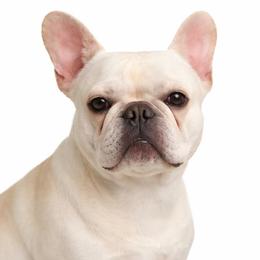 June - French Bulldog