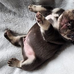 Boy 2 - French Bulldog puppy in Wellington, Colorado from Toley's French Bulldogs