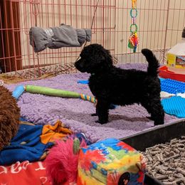 Poodle Puppies from Alue Standard Poodles