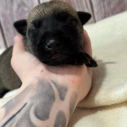 Boy 1 - Fawn male xDutch Shepherd puppy in Clarksville, Tennessee from Vuurhart Herders