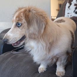 Holly - Dachshund