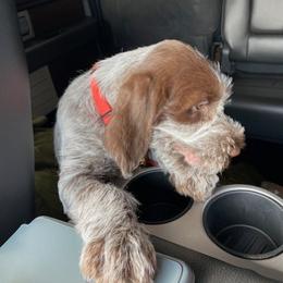 Wirehaired Pointing Griffon All Grown Up from Luther Smith