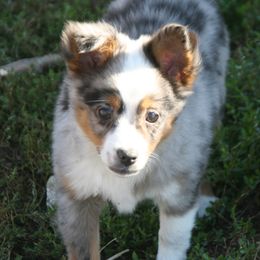 Hugo - Blue merle male Miniature Australian Shepherd puppy in Fairview, South Dakota from Dakota Toy Aussies