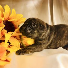 Orange aka Ember - Black female Cane Corso puppy in Hillsborough, New Jersey from Central Jersey K9