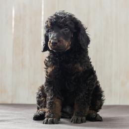 Bernedoodle, Cavapoo, and Poodle Puppies from Positively Doodles