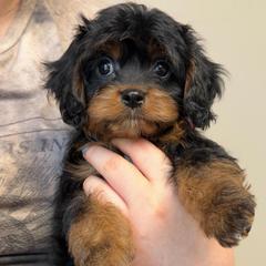 Hansel - Black and tan male Cavapoo puppy in Huntington, West Virginia from McCloud’s Poodles & Doodles