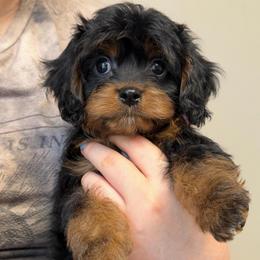 Hansel - Black and tan male Cavapoo puppy in Huntington, West Virginia from McCloud’s Poodles & Doodles