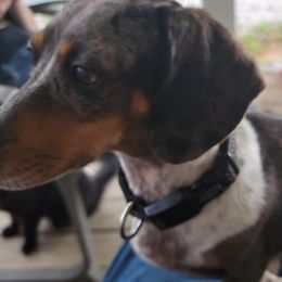 Dachshunds from Dawny's doggies
