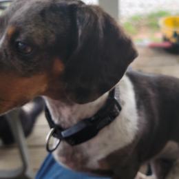 Dachshunds from Dawny's doggies