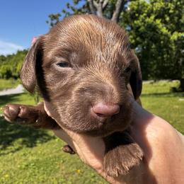 Co Co Puff - Chocolate female Dachshund puppy in Bentonville, Arkansas from T & D Dachshunds by design