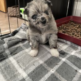 Pomsky Puppies from Michelle's Pomskies