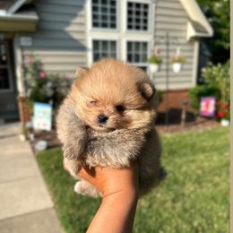 Pomeranian Puppies from Amore Pomeranians