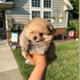 Pomeranian Puppies from Amore Pomeranians