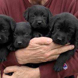 Labrador Retriever Puppies from Findaway Labradors