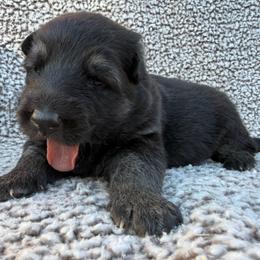 Felicity - Black and tan female German Shepherd puppy in Lebanon County, Pennsylvania from Regalimage