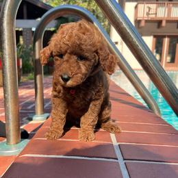 Strawberry - Red  female Goldendoodle puppy in Gainesville, Florida from Pet Inn Xxweetdoodles